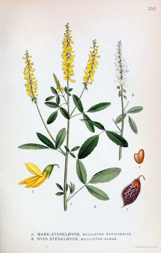 Billeder af nordens flora,.KÃ¸benhavn,G.E.C. Gad's forlag,1917-1927.  | Finland "Pictorial works" Plants Scandinavia  | Vintage Print Reproduction 461243