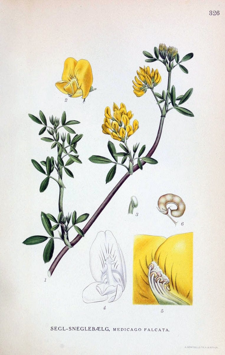 Billeder af nordens flora,.KÃ¸benhavn,G.E.C. Gad's forlag,1917-1927.  | Finland "Pictorial works" Plants Scandinavia  | Vintage Print Reproduction 461244