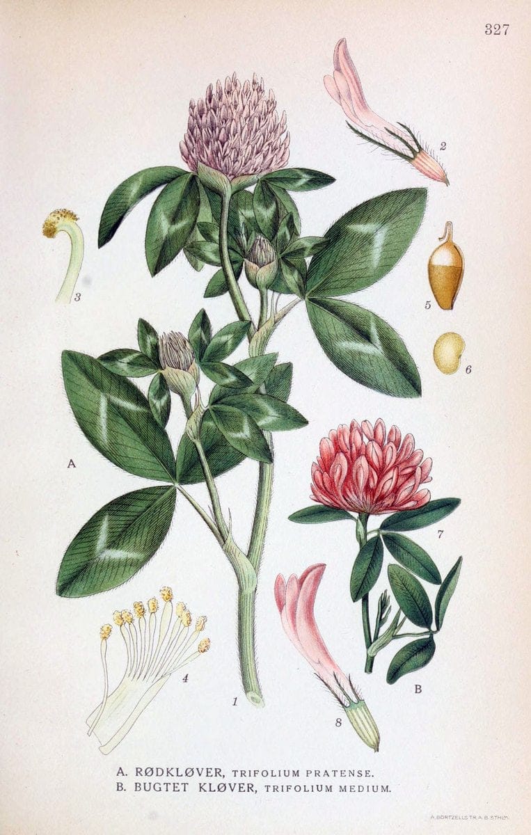 Billeder af nordens flora,.KÃ¸benhavn,G.E.C. Gad's forlag,1917-1927.  | Finland "Pictorial works" Plants Scandinavia  | Vintage Print Reproduction 461245