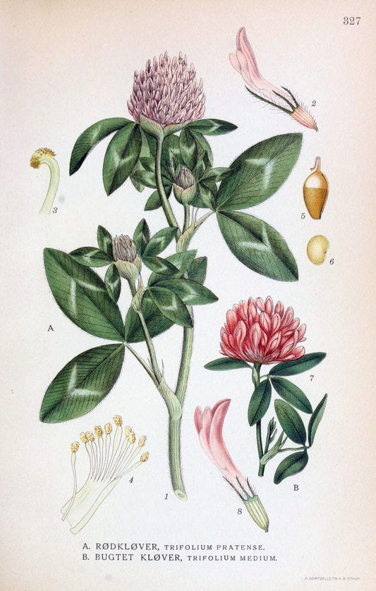 Billeder af nordens flora,.KÃ¸benhavn,G.E.C. Gad's forlag,1917-1927.  | Finland "Pictorial works" Plants Scandinavia  | Vintage Print Reproduction 461245