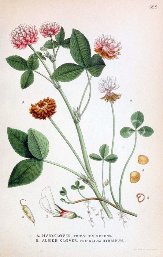 Billeder af nordens flora,.KÃ¸benhavn,G.E.C. Gad's forlag,1917-1927.  | Finland "Pictorial works" Plants Scandinavia  | Vintage Print Reproduction 461246