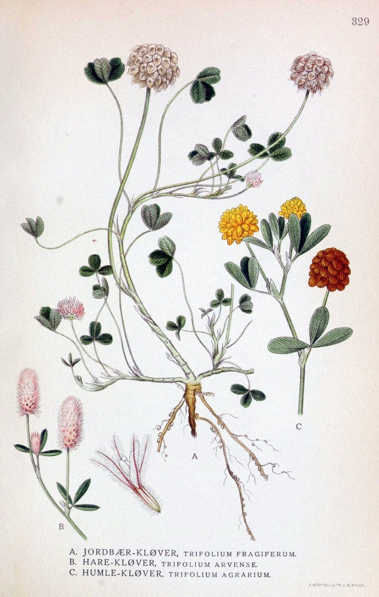 Billeder af nordens flora,.KÃ¸benhavn,G.E.C. Gad's forlag,1917-1927.  | Finland "Pictorial works" Plants Scandinavia  | Vintage Print Reproduction 461247