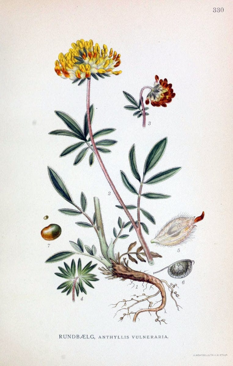 Billeder af nordens flora,.KÃ¸benhavn,G.E.C. Gad's forlag,1917-1927.  | Finland "Pictorial works" Plants Scandinavia  | Vintage Print Reproduction 461248