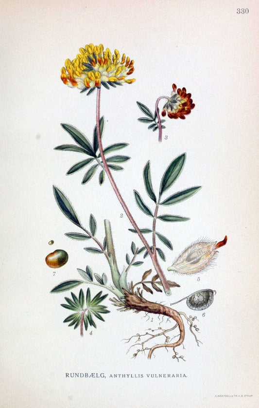 Billeder af nordens flora,.KÃ¸benhavn,G.E.C. Gad's forlag,1917-1927.  | Finland "Pictorial works" Plants Scandinavia  | Vintage Print Reproduction 461248