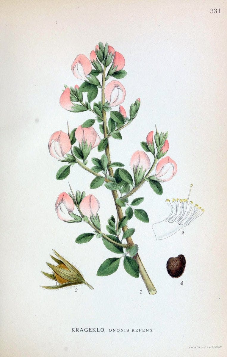 Billeder af nordens flora,.KÃ¸benhavn,G.E.C. Gad's forlag,1917-1927.  | Finland "Pictorial works" Plants Scandinavia  | Vintage Print Reproduction 461249