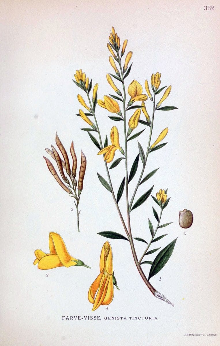 Billeder af nordens flora,.KÃ¸benhavn,G.E.C. Gad's forlag,1917-1927.  | Finland "Pictorial works" Plants Scandinavia  | Vintage Print Reproduction 461250