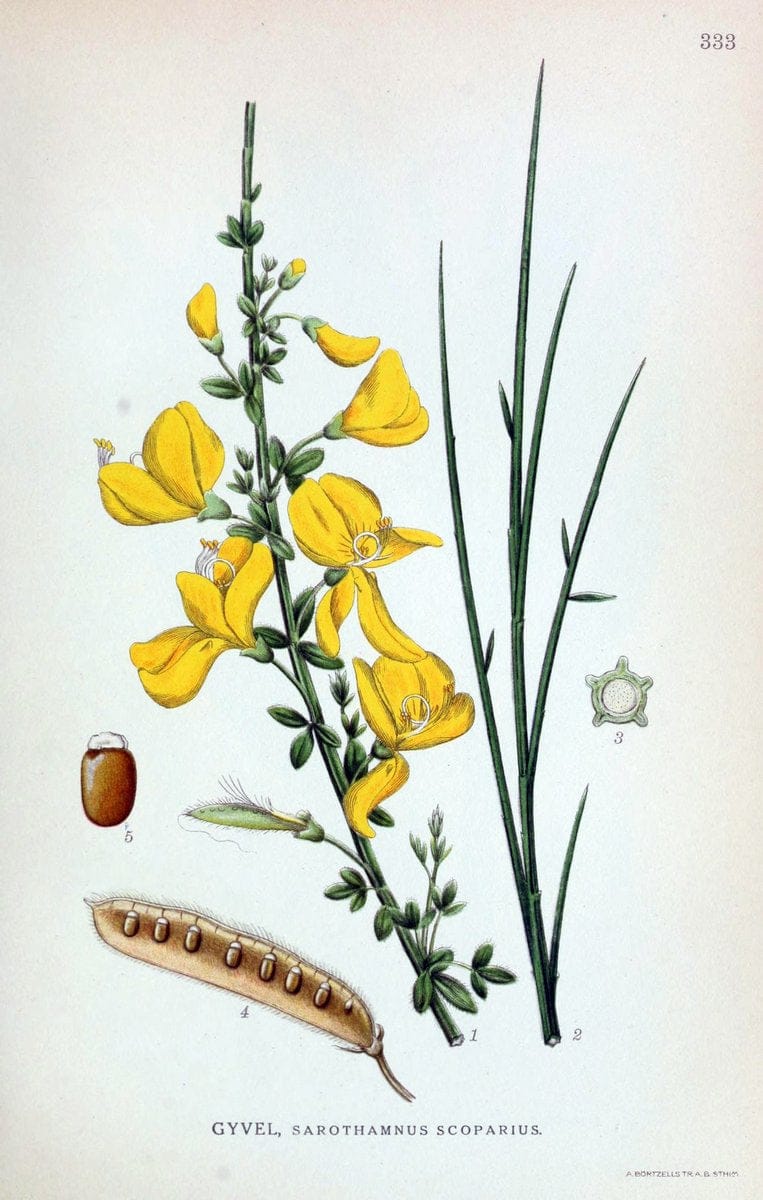 Billeder af nordens flora,.KÃ¸benhavn,G.E.C. Gad's forlag,1917-1927.  | Finland "Pictorial works" Plants Scandinavia  | Vintage Print Reproduction 461251