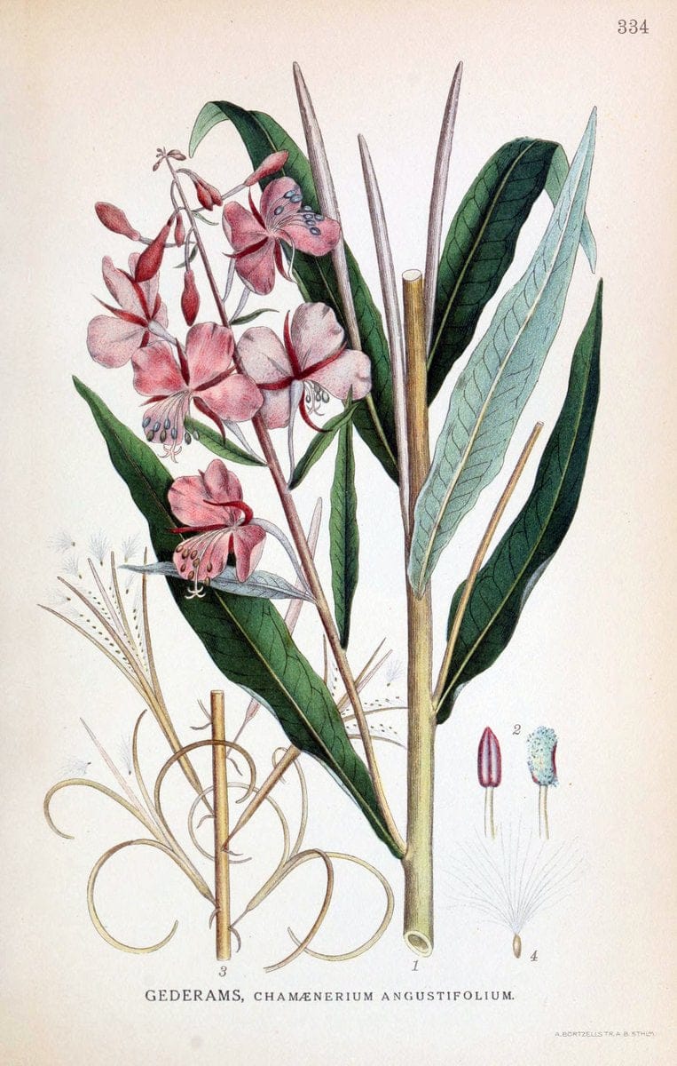 Billeder af nordens flora,.KÃ¸benhavn,G.E.C. Gad's forlag,1917-1927.  | Finland "Pictorial works" Plants Scandinavia  | Vintage Print Reproduction 461252