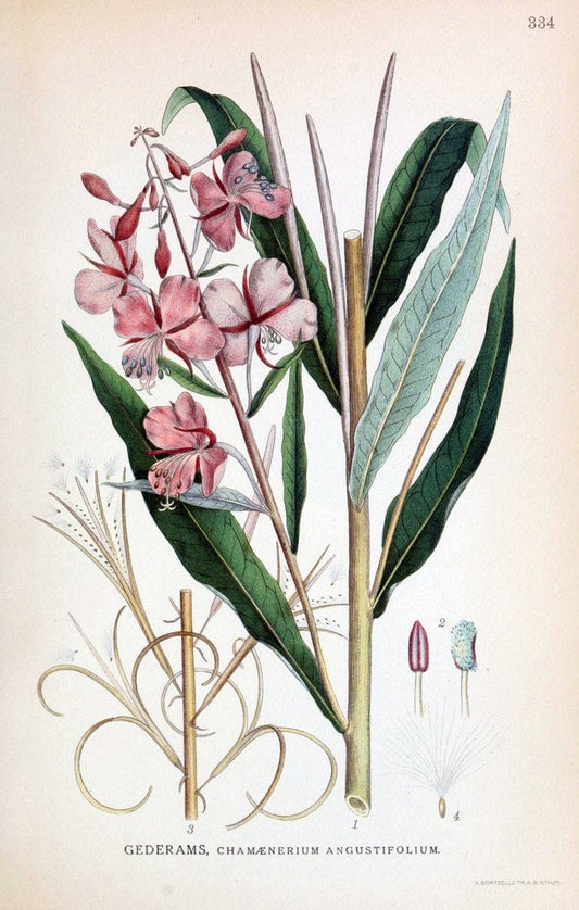 Billeder af nordens flora,.KÃ¸benhavn,G.E.C. Gad's forlag,1917-1927.  | Finland "Pictorial works" Plants Scandinavia  | Vintage Print Reproduction 461252
