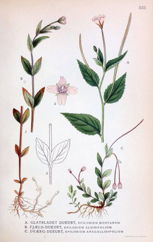 Billeder af nordens flora,.KÃ¸benhavn,G.E.C. Gad's forlag,1917-1927.  | Finland "Pictorial works" Plants Scandinavia  | Vintage Print Reproduction 461253