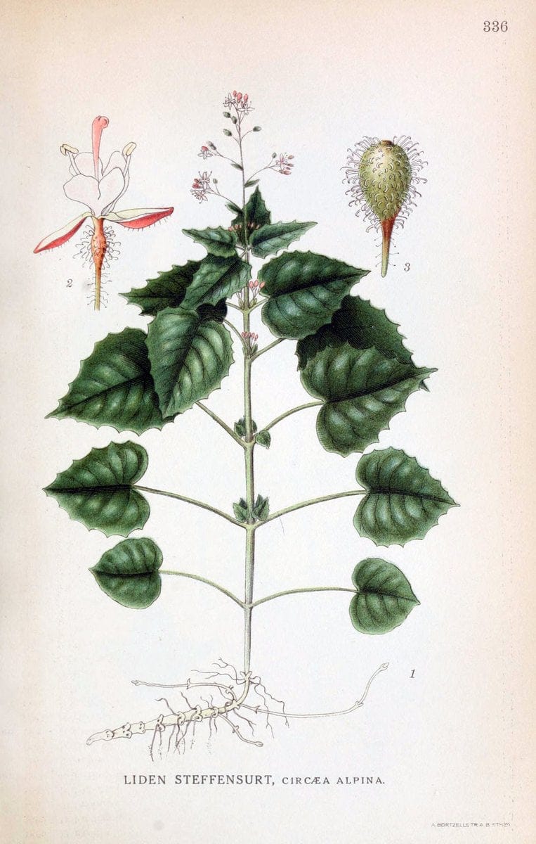 Billeder af nordens flora,.KÃ¸benhavn,G.E.C. Gad's forlag,1917-1927.  | Finland "Pictorial works" Plants Scandinavia  | Vintage Print Reproduction 461254