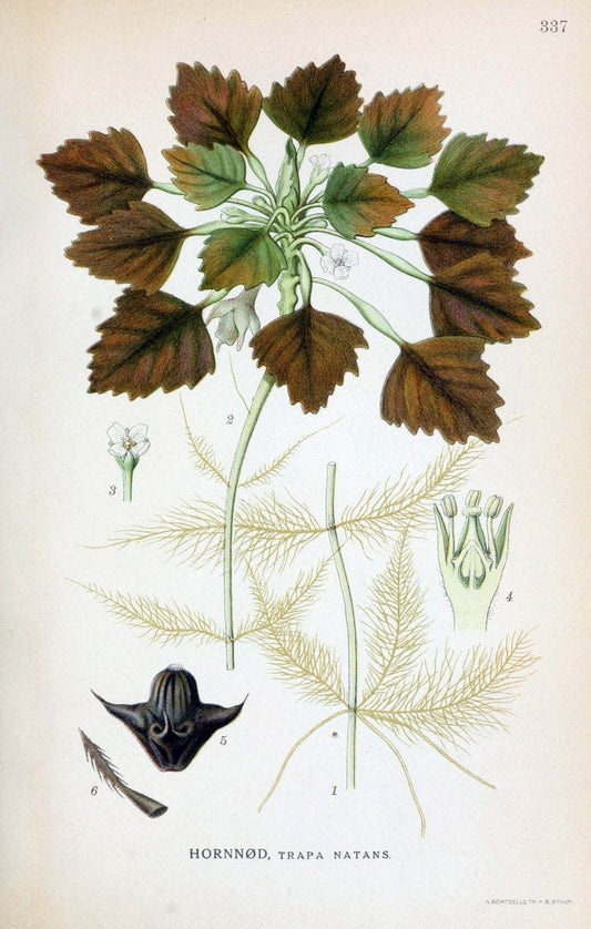 Billeder af nordens flora,.KÃ¸benhavn,G.E.C. Gad's forlag,1917-1927.  | Finland "Pictorial works" Plants Scandinavia  | Vintage Print Reproduction 461255