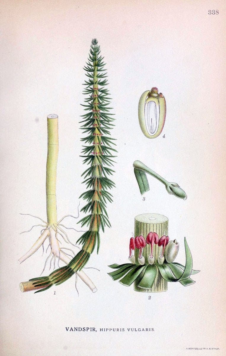 Billeder af nordens flora,.KÃ¸benhavn,G.E.C. Gad's forlag,1917-1927.  | Finland "Pictorial works" Plants Scandinavia  | Vintage Print Reproduction 461256