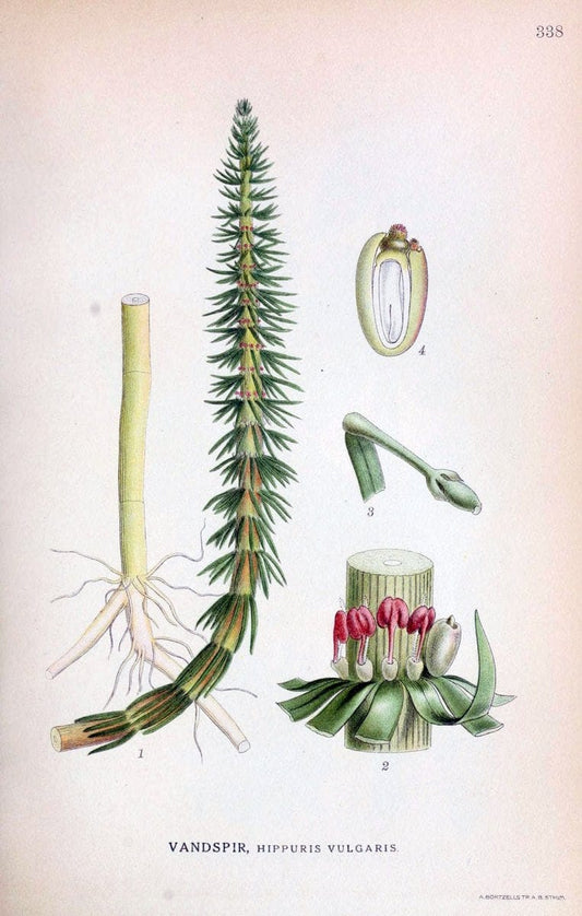 Billeder af nordens flora,.KÃ¸benhavn,G.E.C. Gad's forlag,1917-1927.  | Finland "Pictorial works" Plants Scandinavia  | Vintage Print Reproduction 461256