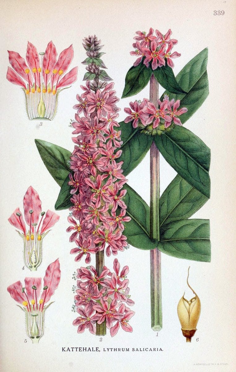 Billeder af nordens flora,.KÃ¸benhavn,G.E.C. Gad's forlag,1917-1927.  | Finland "Pictorial works" Plants Scandinavia  | Vintage Print Reproduction 461257