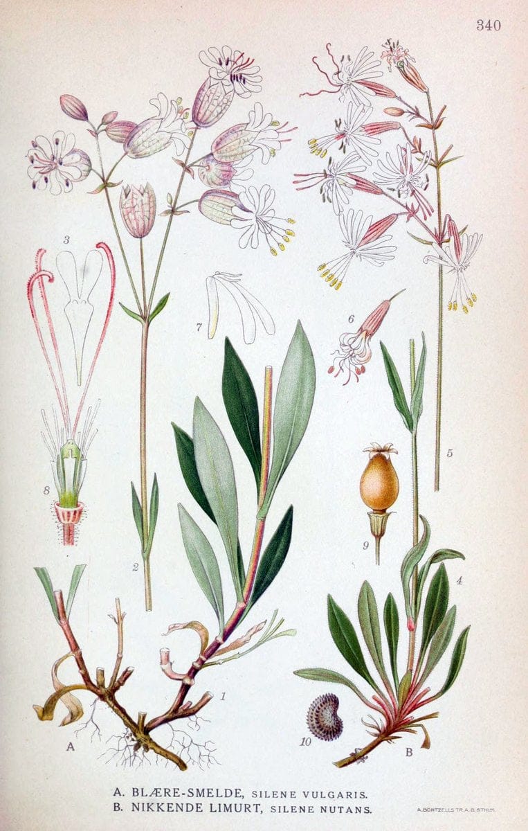 Billeder af nordens flora,.KÃ¸benhavn,G.E.C. Gad's forlag,1917-1927.  | Finland "Pictorial works" Plants Scandinavia  | Vintage Print Reproduction 461258