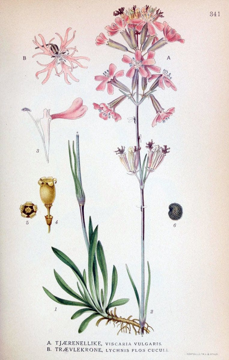 Billeder af nordens flora,.KÃ¸benhavn,G.E.C. Gad's forlag,1917-1927.  | Finland "Pictorial works" Plants Scandinavia  | Vintage Print Reproduction 461259