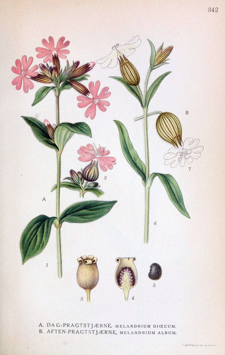 Billeder af nordens flora,.KÃ¸benhavn,G.E.C. Gad's forlag,1917-1927.  | Finland "Pictorial works" Plants Scandinavia  | Vintage Print Reproduction 461260