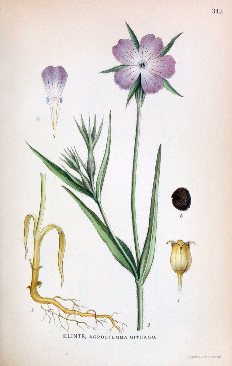 Billeder af nordens flora,.KÃ¸benhavn,G.E.C. Gad's forlag,1917-1927.  | Finland "Pictorial works" Plants Scandinavia  | Vintage Print Reproduction 461261