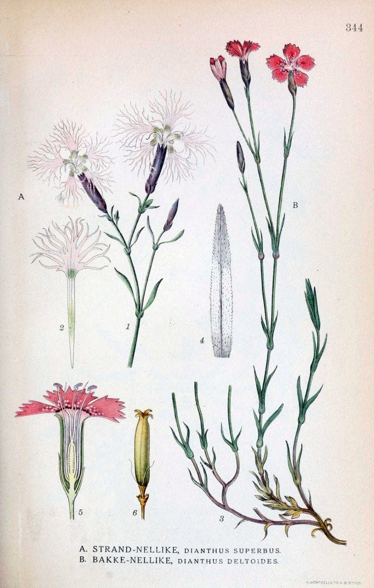 Billeder af nordens flora,.KÃ¸benhavn,G.E.C. Gad's forlag,1917-1927.  | Finland "Pictorial works" Plants Scandinavia  | Vintage Print Reproduction 461262