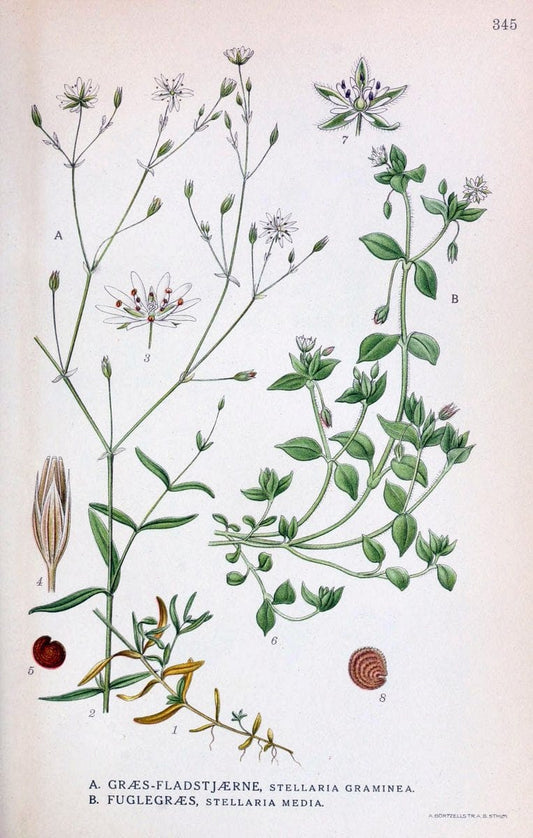 Billeder af nordens flora,.KÃ¸benhavn,G.E.C. Gad's forlag,1917-1927.  | Finland "Pictorial works" Plants Scandinavia  | Vintage Print Reproduction 461263