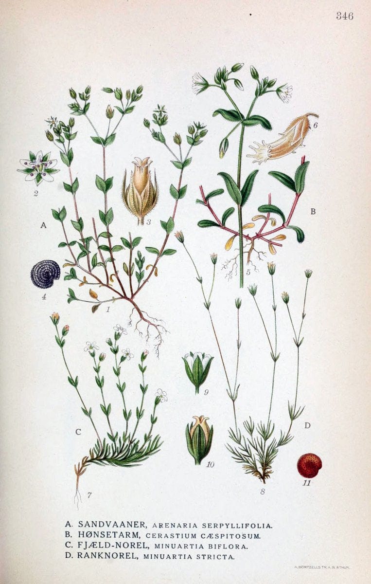 Billeder af nordens flora,.KÃ¸benhavn,G.E.C. Gad's forlag,1917-1927.  | Finland "Pictorial works" Plants Scandinavia  | Vintage Print Reproduction 461264