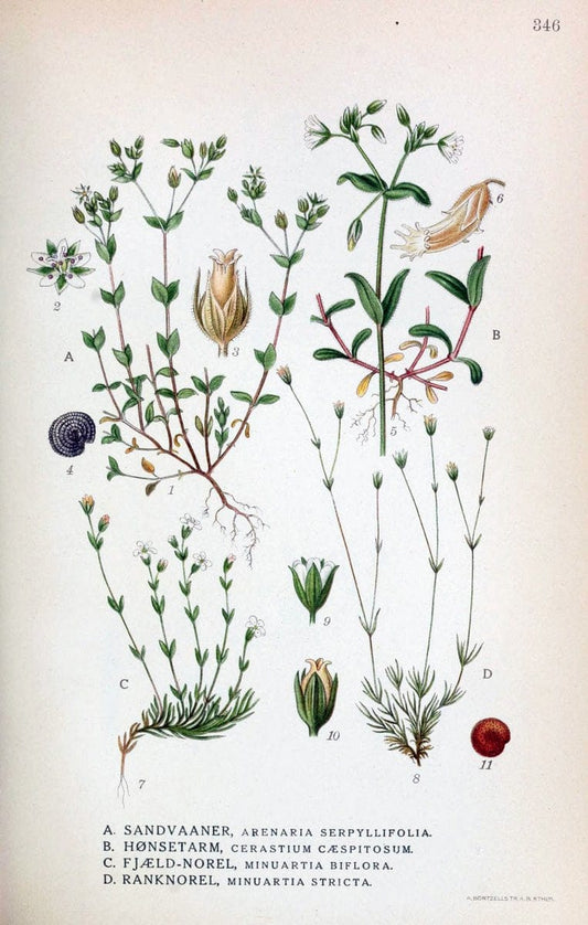 Billeder af nordens flora,.KÃ¸benhavn,G.E.C. Gad's forlag,1917-1927.  | Finland "Pictorial works" Plants Scandinavia  | Vintage Print Reproduction 461264