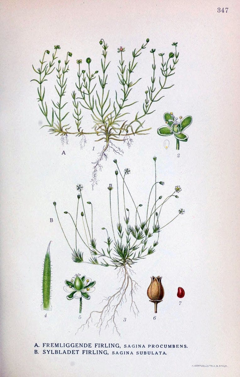 Billeder af nordens flora,.KÃ¸benhavn,G.E.C. Gad's forlag,1917-1927.  | Finland "Pictorial works" Plants Scandinavia  | Vintage Print Reproduction 461265