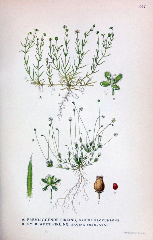 Billeder af nordens flora,.KÃ¸benhavn,G.E.C. Gad's forlag,1917-1927.  | Finland "Pictorial works" Plants Scandinavia  | Vintage Print Reproduction 461265