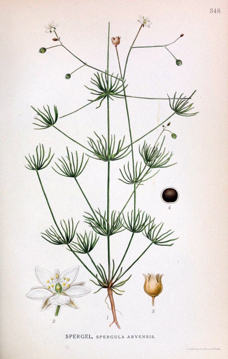 Billeder af nordens flora,.KÃ¸benhavn,G.E.C. Gad's forlag,1917-1927.  | Finland "Pictorial works" Plants Scandinavia  | Vintage Print Reproduction 461266