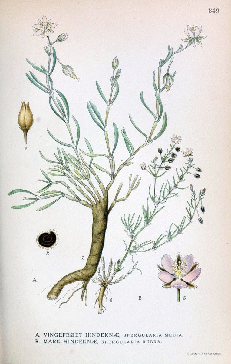 Billeder af nordens flora,.KÃ¸benhavn,G.E.C. Gad's forlag,1917-1927.  | Finland "Pictorial works" Plants Scandinavia  | Vintage Print Reproduction 461267