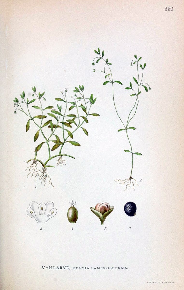 Billeder af nordens flora,.KÃ¸benhavn,G.E.C. Gad's forlag,1917-1927.  | Finland "Pictorial works" Plants Scandinavia  | Vintage Print Reproduction 461268