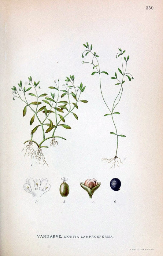 Billeder af nordens flora,.KÃ¸benhavn,G.E.C. Gad's forlag,1917-1927.  | Finland "Pictorial works" Plants Scandinavia  | Vintage Print Reproduction 461268