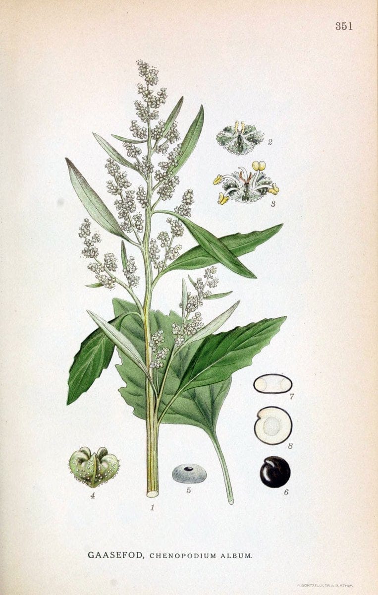 Billeder af nordens flora,.KÃ¸benhavn,G.E.C. Gad's forlag,1917-1927.  | Finland "Pictorial works" Plants Scandinavia  | Vintage Print Reproduction 461269