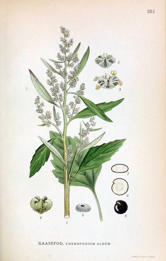Billeder af nordens flora,.KÃ¸benhavn,G.E.C. Gad's forlag,1917-1927.  | Finland "Pictorial works" Plants Scandinavia  | Vintage Print Reproduction 461269