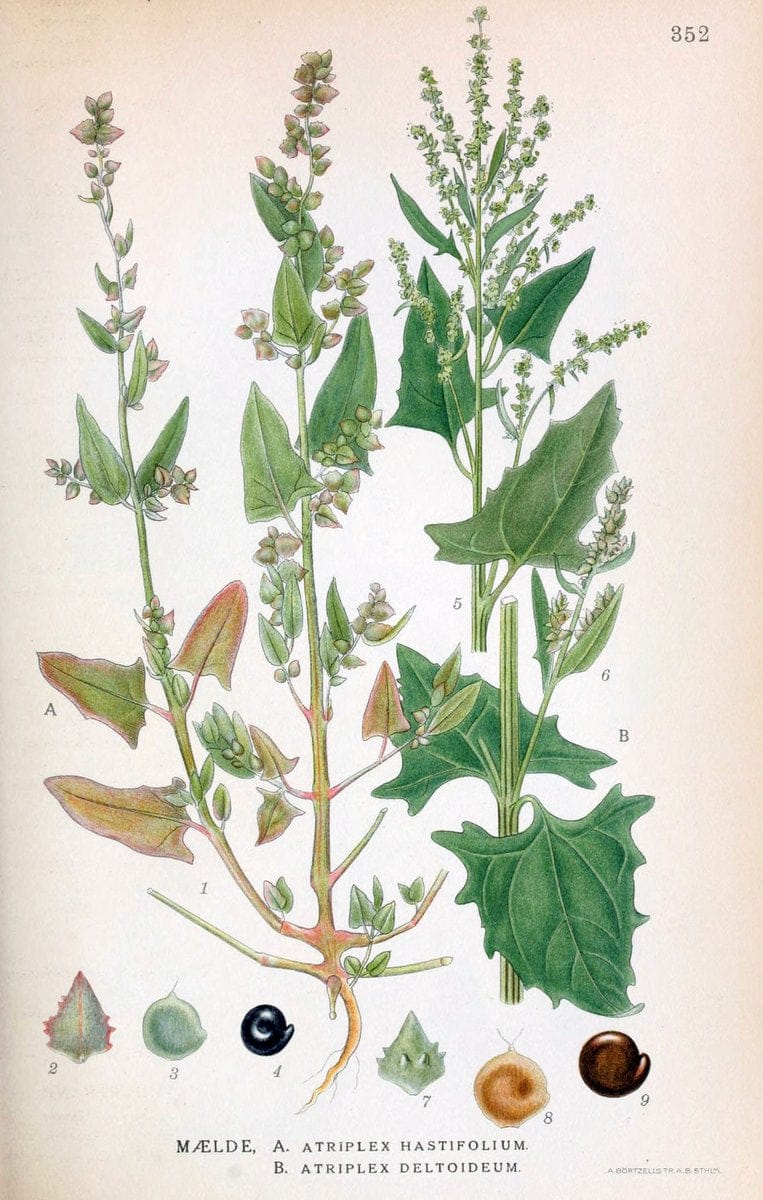 Billeder af nordens flora,.KÃ¸benhavn,G.E.C. Gad's forlag,1917-1927.  | Finland "Pictorial works" Plants Scandinavia  | Vintage Print Reproduction 461270