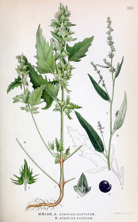 Billeder af nordens flora,.KÃ¸benhavn,G.E.C. Gad's forlag,1917-1927.  | Finland "Pictorial works" Plants Scandinavia  | Vintage Print Reproduction 461271