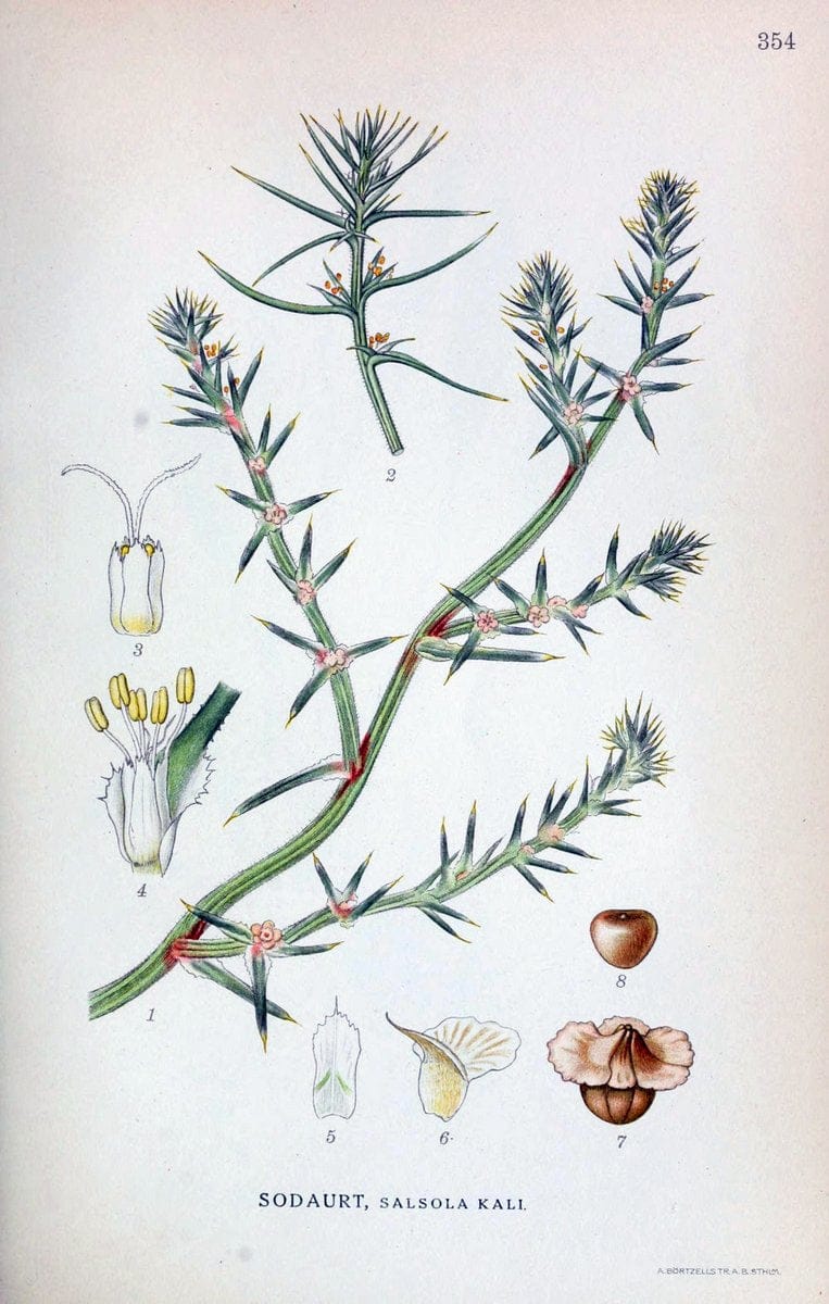 Billeder af nordens flora,.KÃ¸benhavn,G.E.C. Gad's forlag,1917-1927.  | Finland "Pictorial works" Plants Scandinavia  | Vintage Print Reproduction 461272