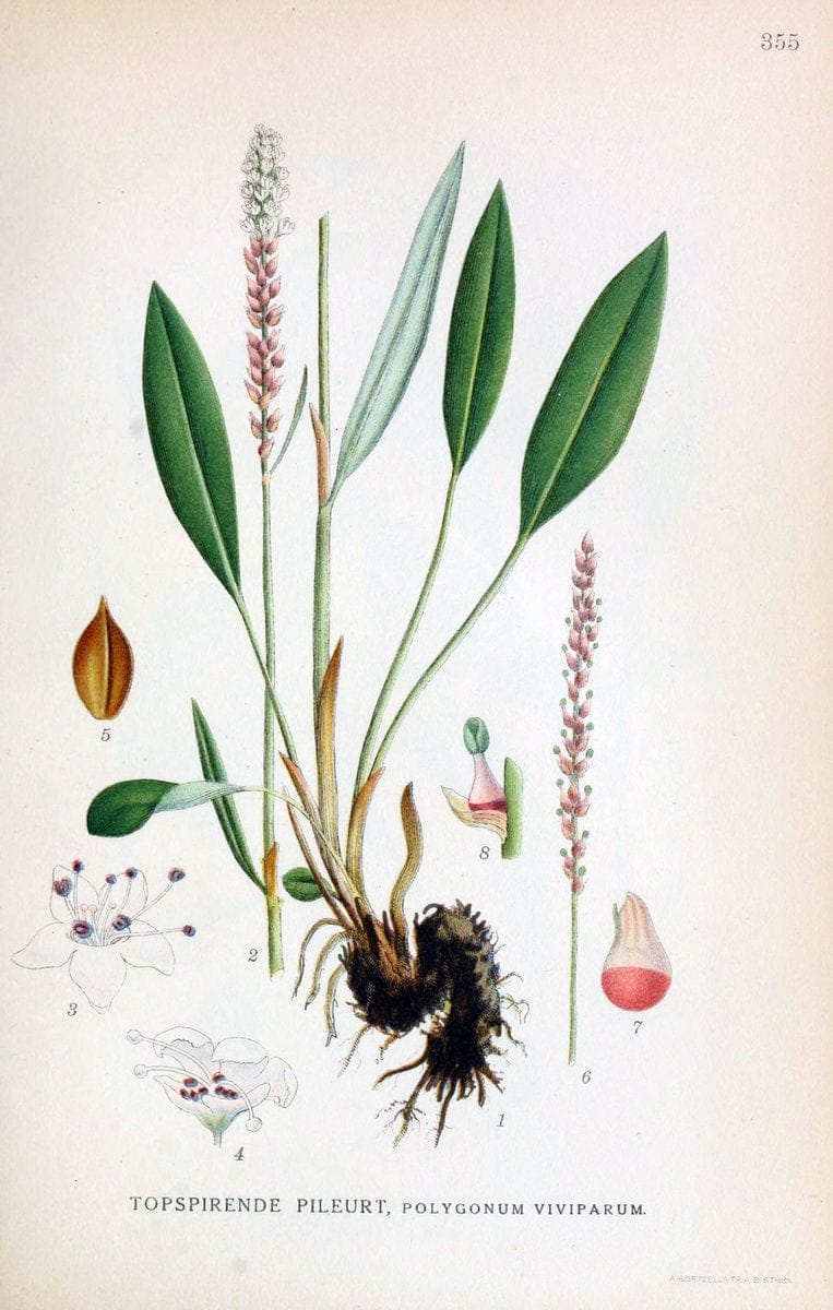 Billeder af nordens flora,.KÃ¸benhavn,G.E.C. Gad's forlag,1917-1927.  | Finland "Pictorial works" Plants Scandinavia  | Vintage Print Reproduction 461273