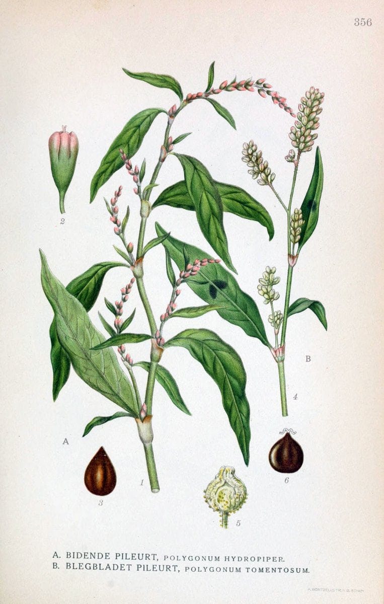 Billeder af nordens flora,.KÃ¸benhavn,G.E.C. Gad's forlag,1917-1927.  | Finland "Pictorial works" Plants Scandinavia  | Vintage Print Reproduction 461274