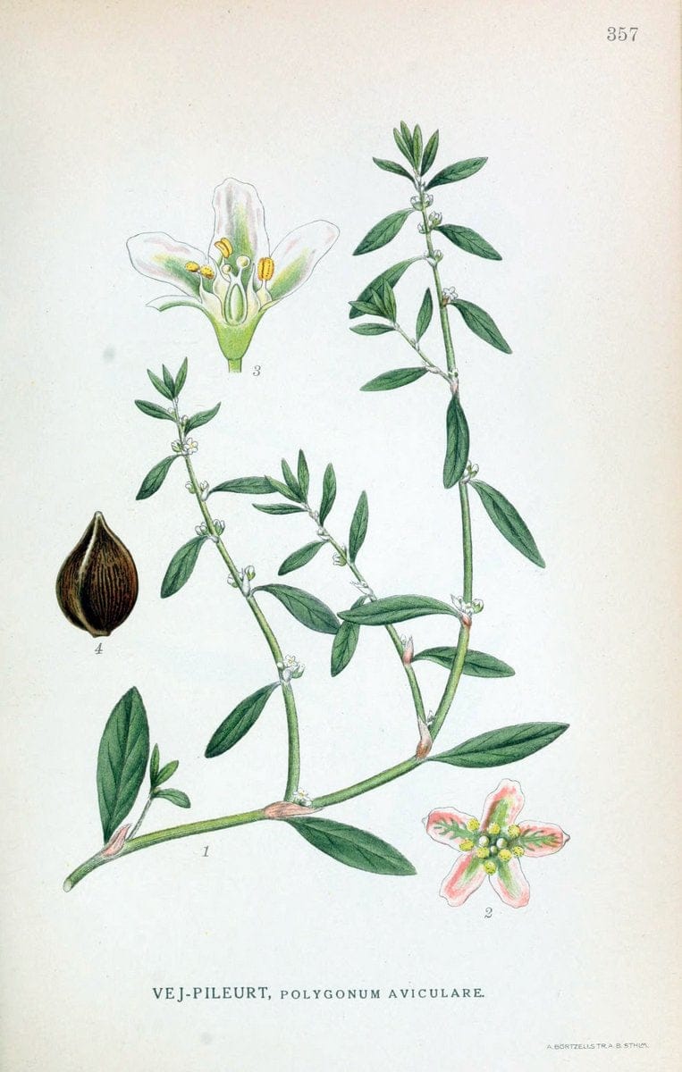 Billeder af nordens flora,.KÃ¸benhavn,G.E.C. Gad's forlag,1917-1927.  | Finland "Pictorial works" Plants Scandinavia  | Vintage Print Reproduction 461275