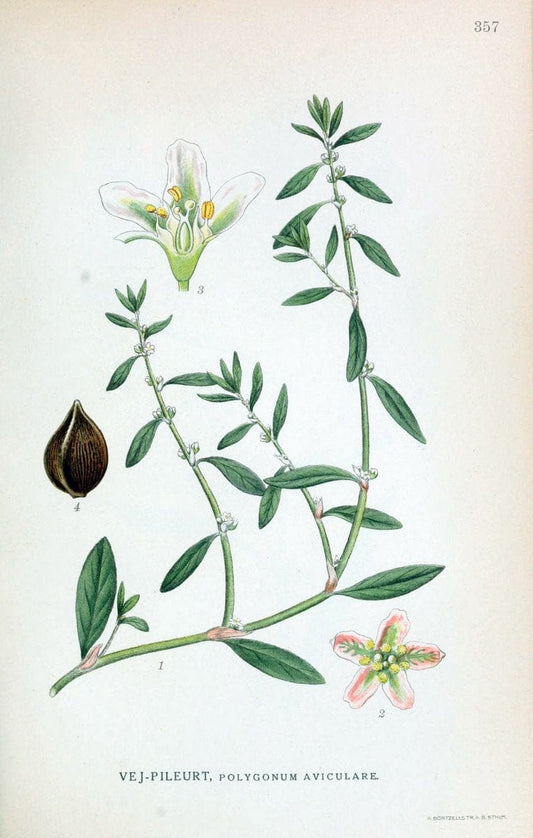 Billeder af nordens flora,.KÃ¸benhavn,G.E.C. Gad's forlag,1917-1927.  | Finland "Pictorial works" Plants Scandinavia  | Vintage Print Reproduction 461275
