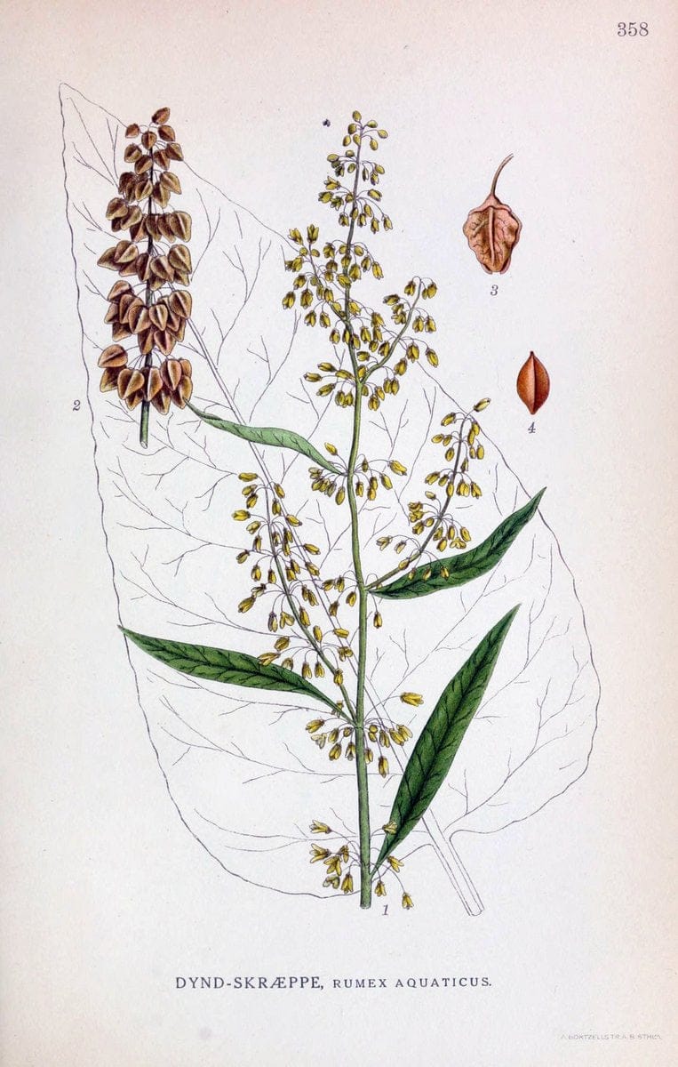 Billeder af nordens flora,.KÃ¸benhavn,G.E.C. Gad's forlag,1917-1927.  | Finland "Pictorial works" Plants Scandinavia  | Vintage Print Reproduction 461276