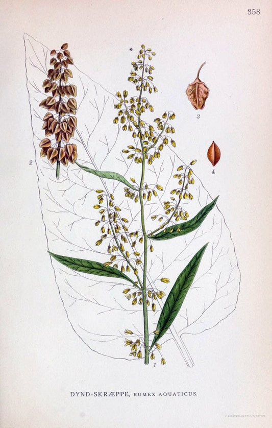 Billeder af nordens flora,.KÃ¸benhavn,G.E.C. Gad's forlag,1917-1927.  | Finland "Pictorial works" Plants Scandinavia  | Vintage Print Reproduction 461276