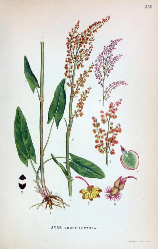 Billeder af nordens flora,.KÃ¸benhavn,G.E.C. Gad's forlag,1917-1927.  | Finland "Pictorial works" Plants Scandinavia  | Vintage Print Reproduction 461277