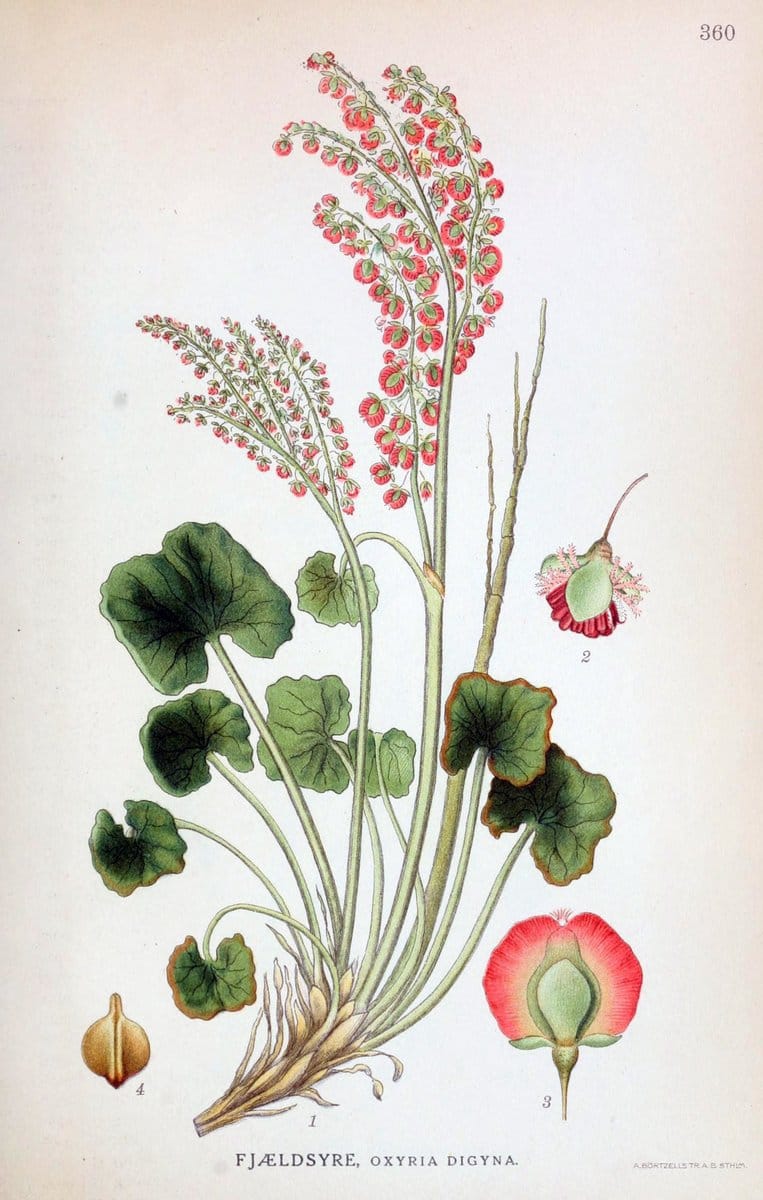 Billeder af nordens flora,.KÃ¸benhavn,G.E.C. Gad's forlag,1917-1927.  | Finland "Pictorial works" Plants Scandinavia  | Vintage Print Reproduction 461278