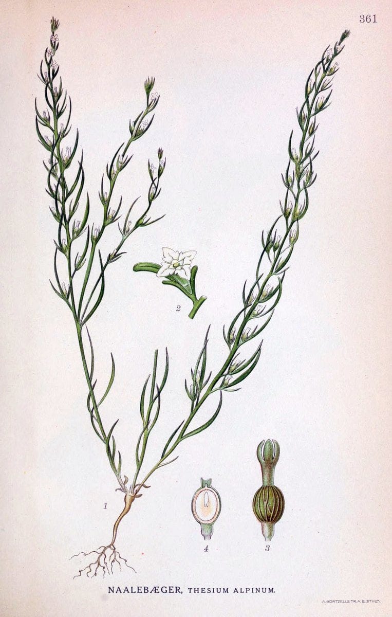 Billeder af nordens flora,.KÃ¸benhavn,G.E.C. Gad's forlag,1917-1927.  | Finland "Pictorial works" Plants Scandinavia  | Vintage Print Reproduction 461279