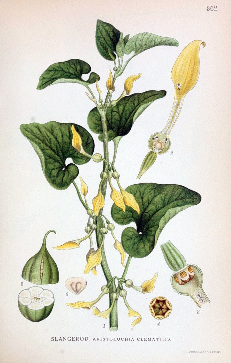 Billeder af nordens flora,.KÃ¸benhavn,G.E.C. Gad's forlag,1917-1927.  | Finland "Pictorial works" Plants Scandinavia  | Vintage Print Reproduction 461280