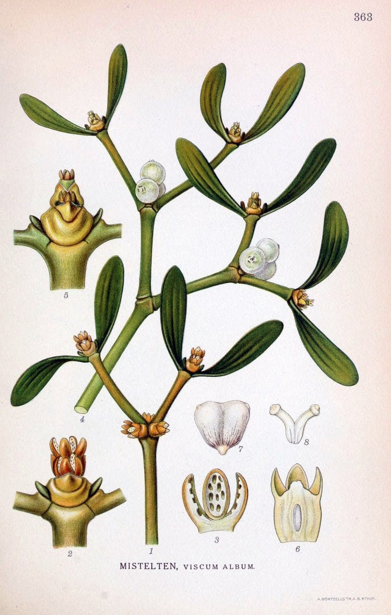 Billeder af nordens flora,.KÃ¸benhavn,G.E.C. Gad's forlag,1917-1927.  | Finland "Pictorial works" Plants Scandinavia  | Vintage Print Reproduction 461281