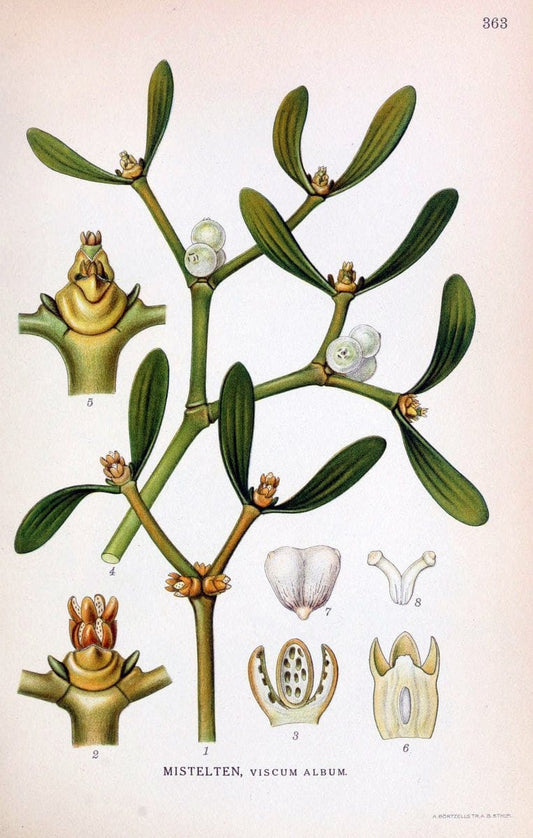 Billeder af nordens flora,.KÃ¸benhavn,G.E.C. Gad's forlag,1917-1927.  | Finland "Pictorial works" Plants Scandinavia  | Vintage Print Reproduction 461281